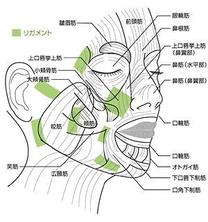 リガメント