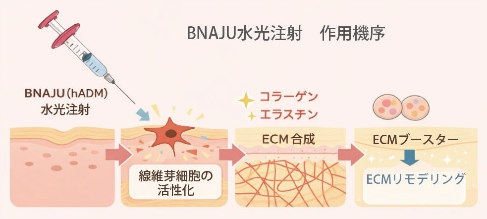 BNAJU水光注射の作用機序 線維芽細胞の活性化からECM合成・リモデリングへ