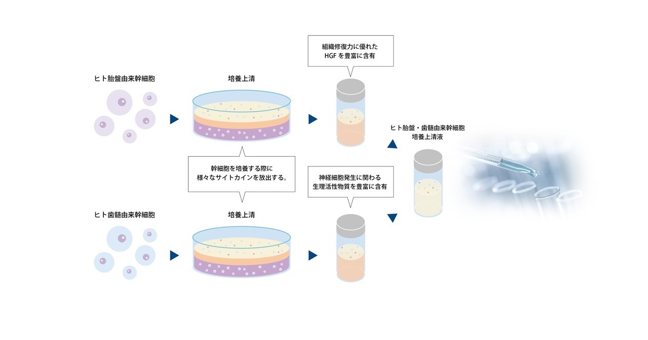 幹細胞作成方法